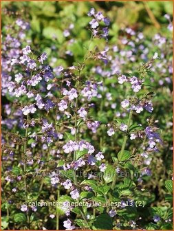 Calamintha nepeta &#039;Lila Riese&#039; | Bergsteentijm