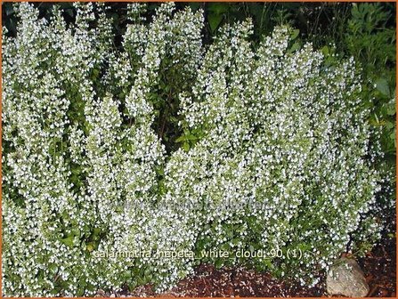 Calamintha nepeta &#039;White Cloud&#039; | Bergsteentijm