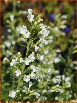 Calamintha sylvatica &#039;Menthe&#039; | Steentijm