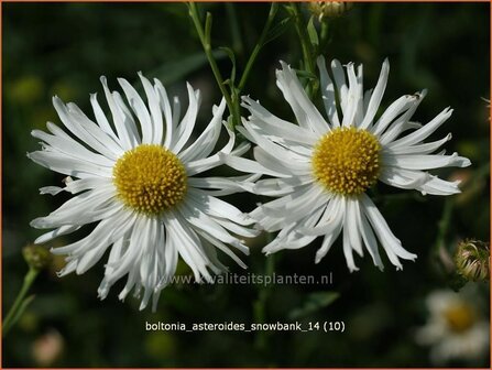 Boltonia asteroides &#039;Snowbank&#039; | Schijnaster