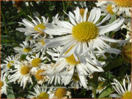 Boltonia asteroides &#039;Snowbank&#039; | Schijnaster