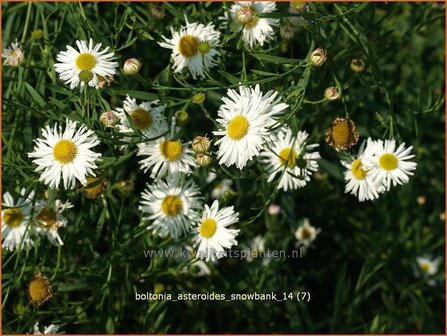 Boltonia asteroides &#039;Snowbank&#039; | Schijnaster