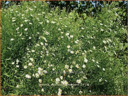 Boltonia asteroides &#039;Snowbank&#039; | Schijnaster