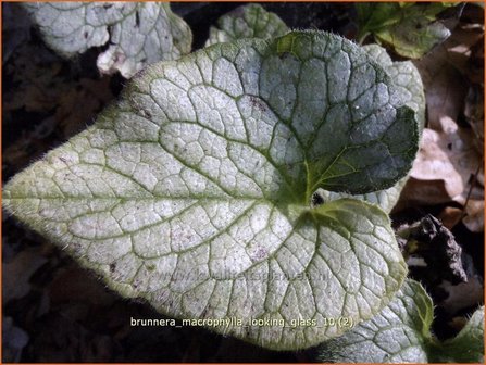 Brunnera macrophylla &#039;Looking Glass&#039; | Kaukasische vergeet-mij-nietje