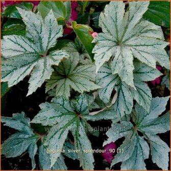 Begonia &#039;Silver Splendour&#039; | Begonia