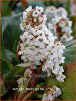 Bergenia &amp;#39;Bressingham White&amp;#39;