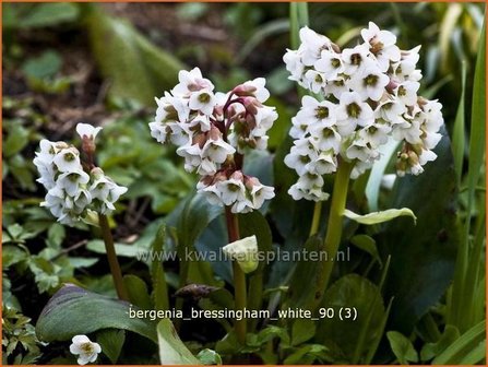 Bergenia &amp;#39;Bressingham White&amp;#39;