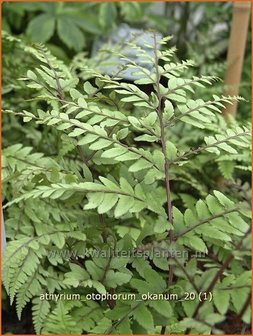 Athyrium otophorum &#039;Okanum&#039; | Wijfjesvaren