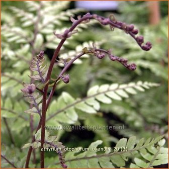 Athyrium otophorum &#039;Okanum&#039; | Wijfjesvaren