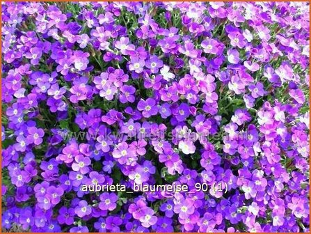 Aubrieta &#039;Blaumeise&#039; | Rijstebrij, Randjesbloem, Blauwkussen