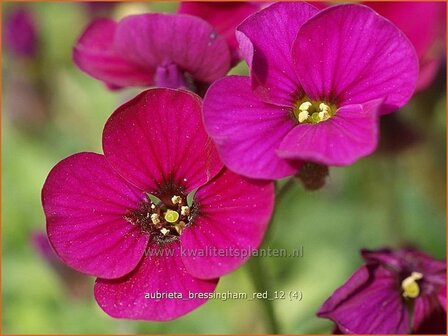 Aubrieta &#039;Bressingham Red&#039; | Rijstebrij, Randjesbloem, Blauwkussen