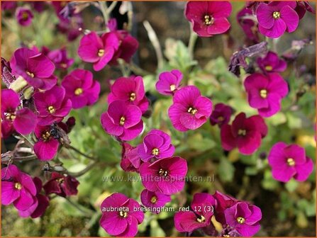 Aubrieta &#039;Bressingham Red&#039; | Rijstebrij, Randjesbloem, Blauwkussen