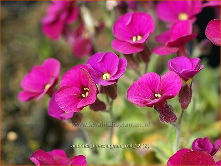 Aubrieta &#039;Bressingham Red&#039; | Rijstebrij, Randjesbloem, Blauwkussen