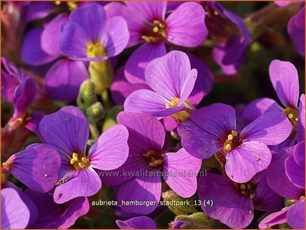 Aubrieta &#039;Hamburger Stadtpark&#039; | Rijstebrij, Randjesbloem, Blauwkussen