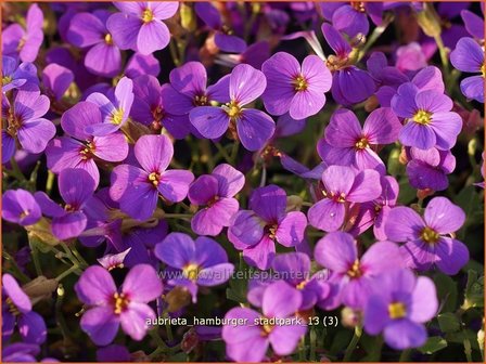 Aubrieta &#039;Hamburger Stadtpark&#039; | Rijstebrij, Randjesbloem, Blauwkussen