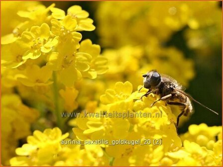 Aurinia saxatilis &#039;Goldkugel&#039; | Schildzaad