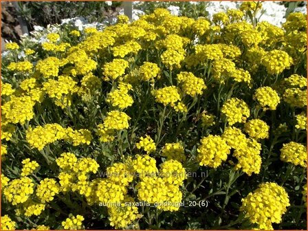 Aurinia saxatilis &#039;Goldkugel&#039; | Schildzaad