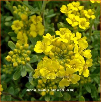 Aurinia saxatilis &#039;Goldkugel&#039; | Schildzaad