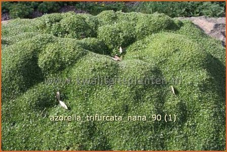 Azorella trifurcata &#039;Nana&#039; | Andeskruid