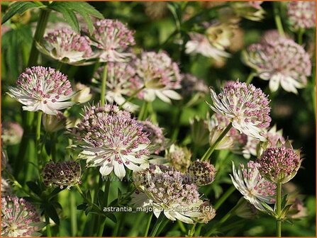 Astrantia major &#039;Buckland&#039; | Zeeuws knoopje