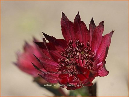 Astrantia major &#039;Claret&#039; | Zeeuws knoopje