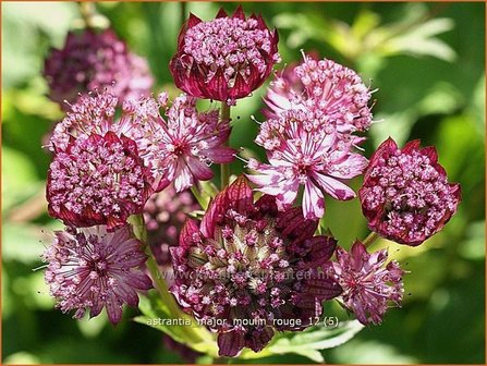 Astrantia major &#039;Moulin Rouge&#039; | Zeeuws knoopje