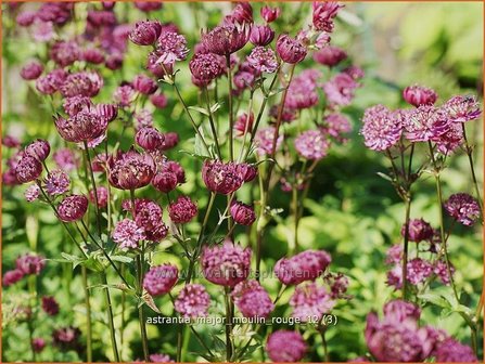 Astrantia major &#039;Moulin Rouge&#039; | Zeeuws knoopje