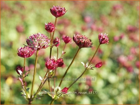 Astrantia major &#039;Moulin Rouge&#039; | Zeeuws knoopje