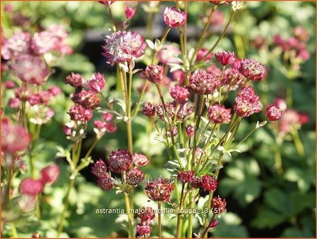 Astrantia major &#039;Moulin Rouge&#039; | Zeeuws knoopje