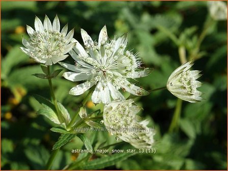 Astrantia major &#039;Snow Star&#039; | Zeeuws knoopje