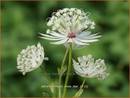 Astrantia major &#039;Snow Star&#039; | Zeeuws knoopje