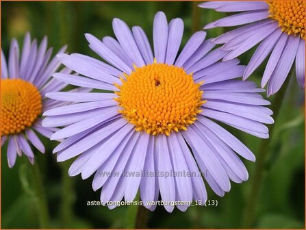 Aster tongolensis &#039;Wartburgstern&#039; | Aster