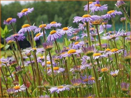 Aster tongolensis &#039;Wartburgstern&#039; | Aster