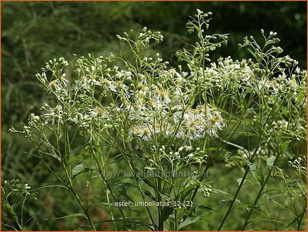 Aster umbellatus | Aster