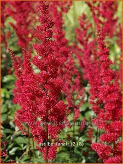 Astilbe &#039;Fanal&#039; | Spirea