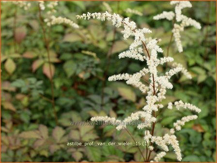 Astilbe &#039;Prof. van der Wielen&#039; | Pluimspirea, Spirea