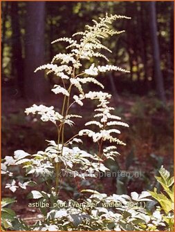 Astilbe &#039;Prof. van der Wielen&#039; | Spirea