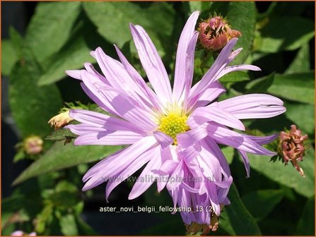 Aster novi-belgii &#039;Fellowship&#039; | Aster