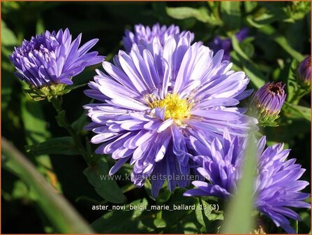 Aster novi-belgii &#039;Marie Ballard&#039; | Aster