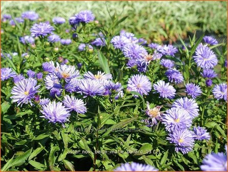 Aster novi-belgii &#039;Marie Ballard&#039; | Aster