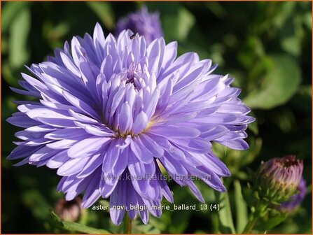 Aster novi-belgii &#039;Marie Ballard&#039; | Aster