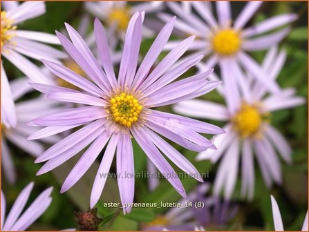 Aster pyrenaeus &#039;Lutetia&#039; | Aster