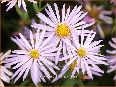 Aster pyrenaeus &#039;Lutetia&#039; | Aster