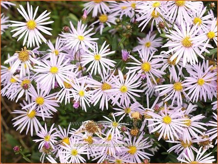 Aster pyrenaeus &#039;Lutetia&#039; | Aster