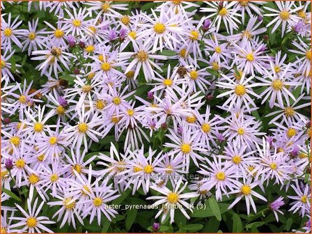 Aster pyrenaeus &#039;Lutetia&#039; | Aster