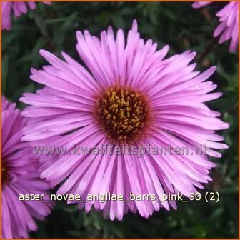 Aster novae-angliae &#039;Barr&#039;s Pink&#039; | Aster, Herfstaster