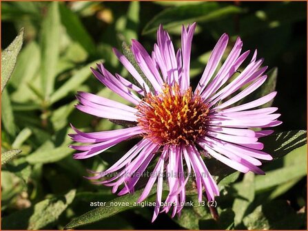 Aster novae-angliae &#039;Barr&#039;s Pink&#039; | Aster, Herfstaster