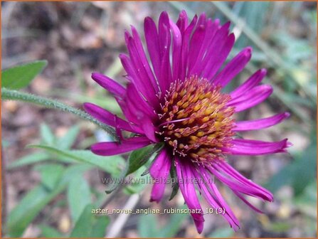 Aster novae-angliae &#039;Rubinschatz&#039; | Aster, Herfstaster