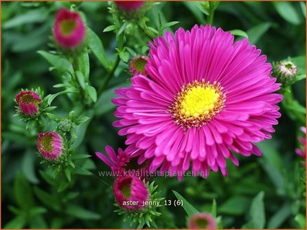 Aster &#039;Jenny&#039; | Aster