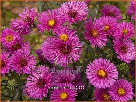 Aster &#039;Jenny&#039; | Aster